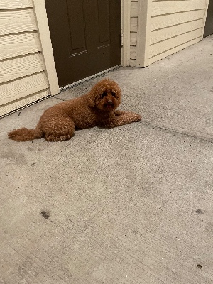 Found pet photo(s)