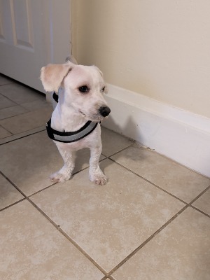 Found pet photo(s)