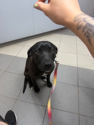 Found pet photo(s)