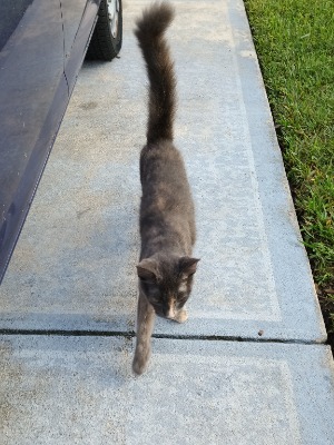 Found pet photo(s)