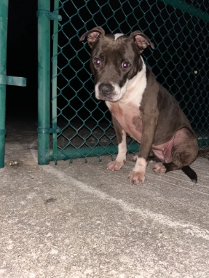 Found pet photo(s)