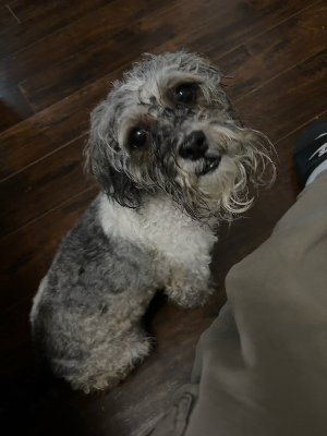 Found pet photo(s)