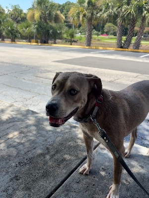 Found pet photo(s)