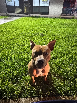 Found pet photo(s)