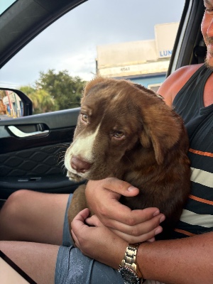 Found pet photo(s)