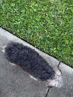 Found pet photo(s)
