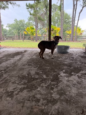 Found pet photo(s)