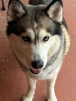 Found pet photo(s)