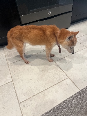 Found pet photo(s)