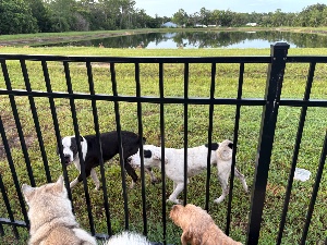 Found pet photo(s)
