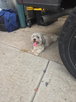 Found pet photo(s)