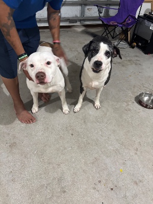 Found pet photo(s)