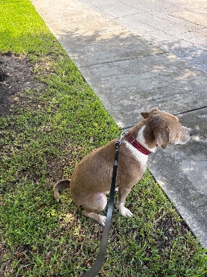 Found pet photo(s)