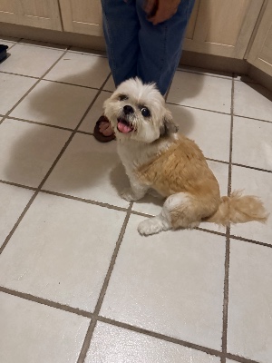 Found pet photo(s)
