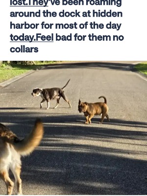 Found pet photo(s)