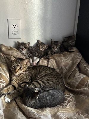 Found pet photo(s)