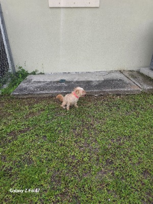 Found pet photo(s)