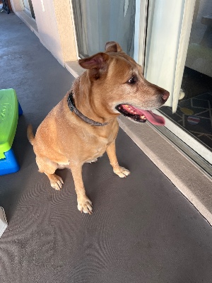 Found pet photo(s)