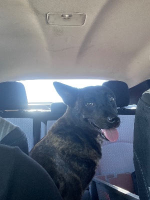 Found pet photo(s)