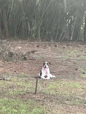 Found pet photo(s)