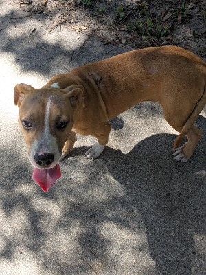 Found pet photo(s)