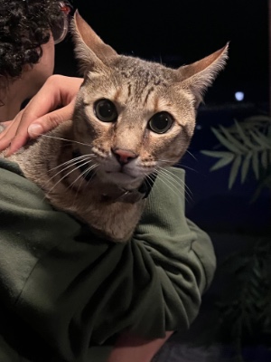 Found pet photo(s)