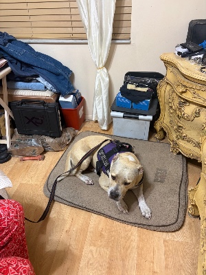 Found pet photo(s)