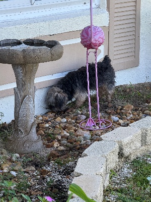Found pet photo(s)