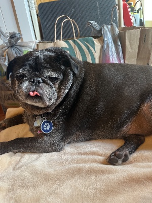 Found pet photo(s)