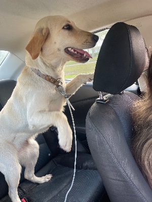 Found pet photo(s)