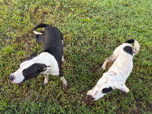 Found pet photo(s)