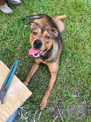 Found pet photo(s)