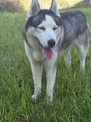 Found pet photo(s)