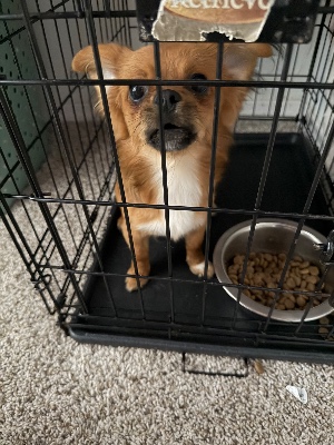 Found pet photo(s)