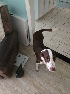 Found pet photo(s)