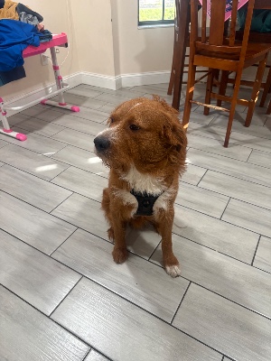 Found pet photo(s)