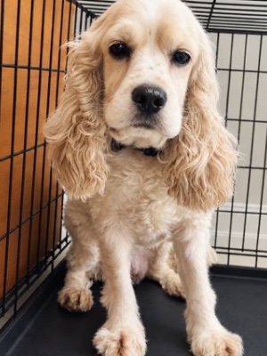 Found pet photo(s)