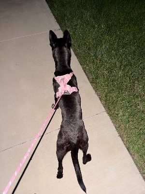 Found pet photo(s)