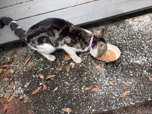 Found pet photo(s)