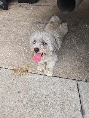 Found pet photo(s)