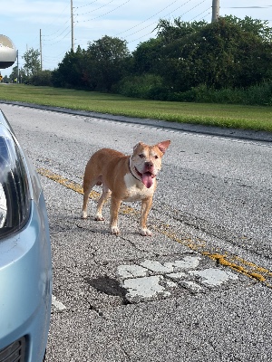 Found pet photo(s)