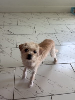 Found pet photo(s)