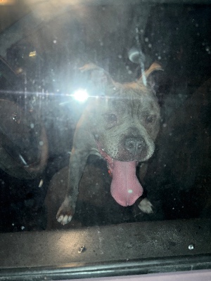 Found pet photo(s)