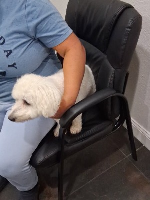 Found pet photo(s)