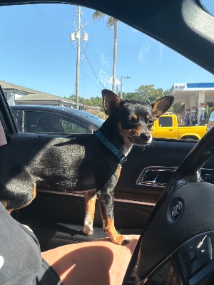 Found pet photo(s)