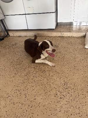 Found pet photo(s)