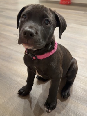Found pet photo(s)