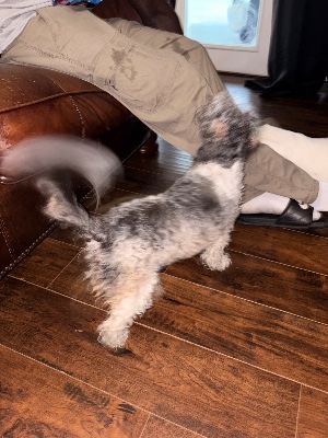 Found pet photo(s)