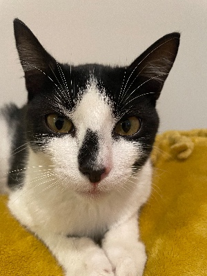 Found pet photo(s)