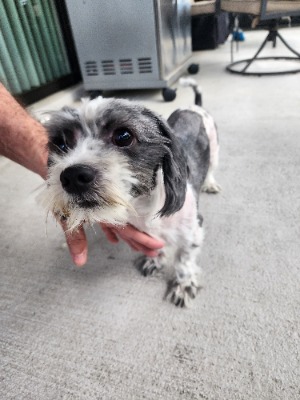 Found pet photo(s)